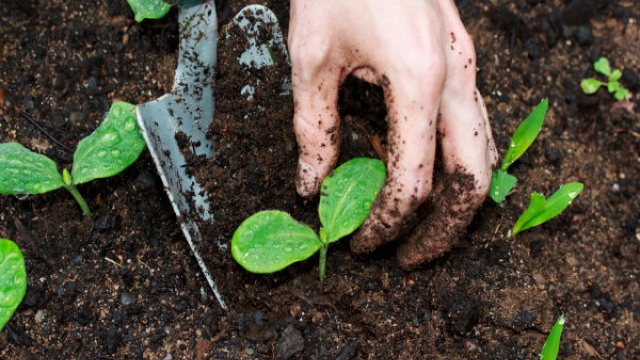 Garden Growth: Fertilizers that Work Wonders!