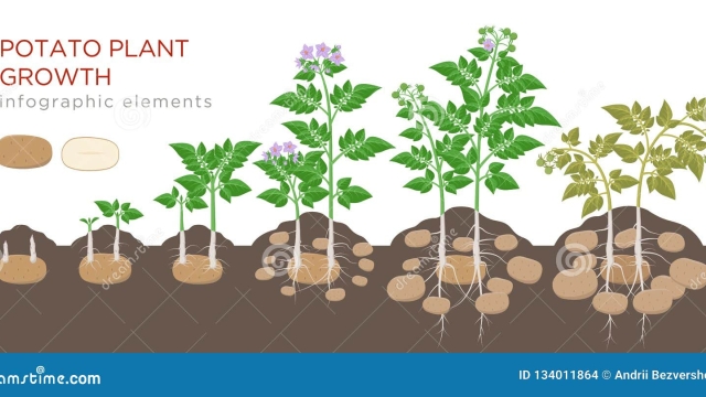 The Spud-tacular Guide to Successful Potato Planting