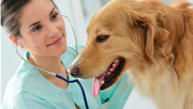 Unleashing Pet Health: Unveiling the Secrets to a Happy and Vibrant Furry Friend