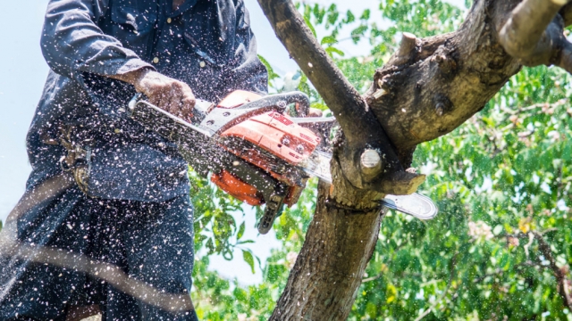 Branching Out: The Art of Tree Care and Maintenance