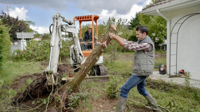 Clearing the Way: Unveiling the Secrets of Tree Removal