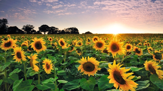 Cabbage Worms to Sunflower Harvest: The Journey of an Unexpected Garden Adventure