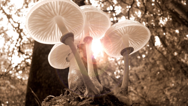 Fungi Fun: A Guide to Successful Mushroom Growing