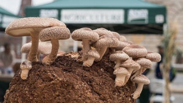 Mushroom Mania: Cultivating the Perfect Fungi