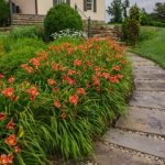 Blooming Dreams: Unveiling the Beauty of Garden Beds