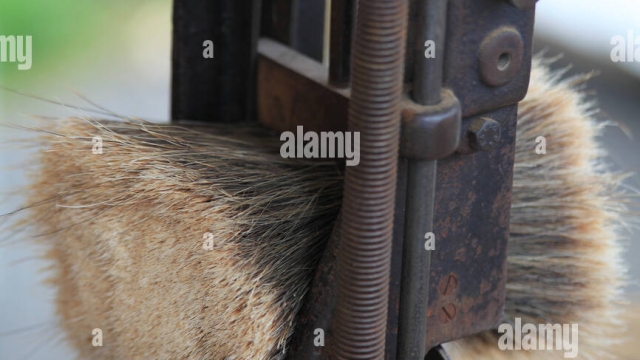 Sweeping Success: Unveiling the Magic of Brush Machines