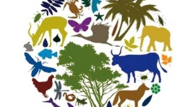 Harmony in Diversity: Exploring the Vital Link Between Ecology and Biodiversity