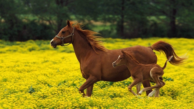 Boosting Your Horse’s Health: The Ultimate Guide to Horse Supplements and Vitamins