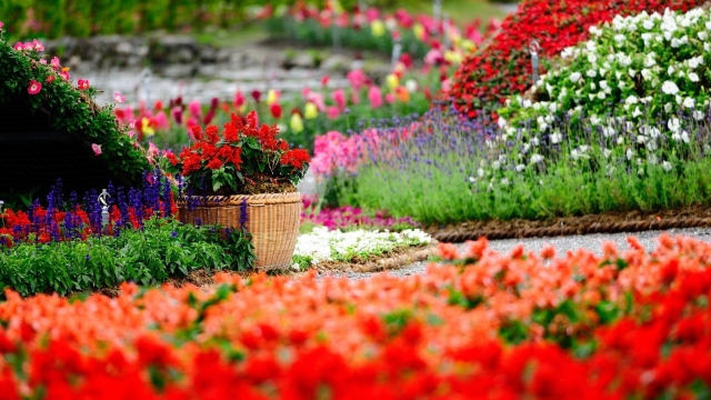 From Seed to Splendor: Unleashing Your Garden’s True Potential