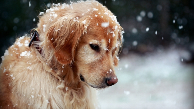 Unleashing Joy: The Ultimate Guide to Dog Daycare Adventures